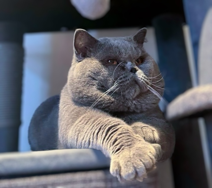 Camada British Shorthair