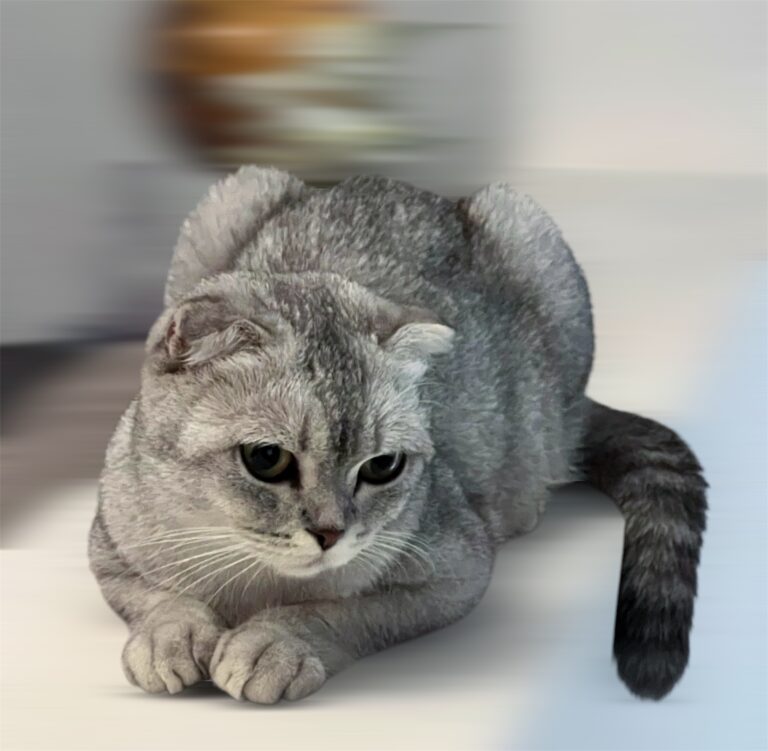 Camada Scottish Fold